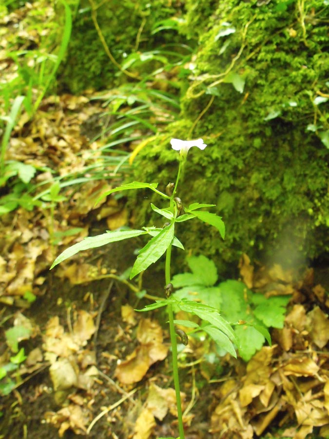 Dal Gargano, Cardamine bulbifera